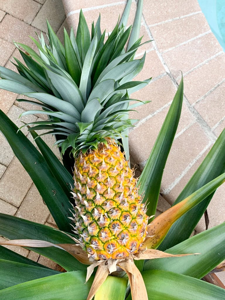 how-to-grill-pineapple-back-to-my-southern-roots